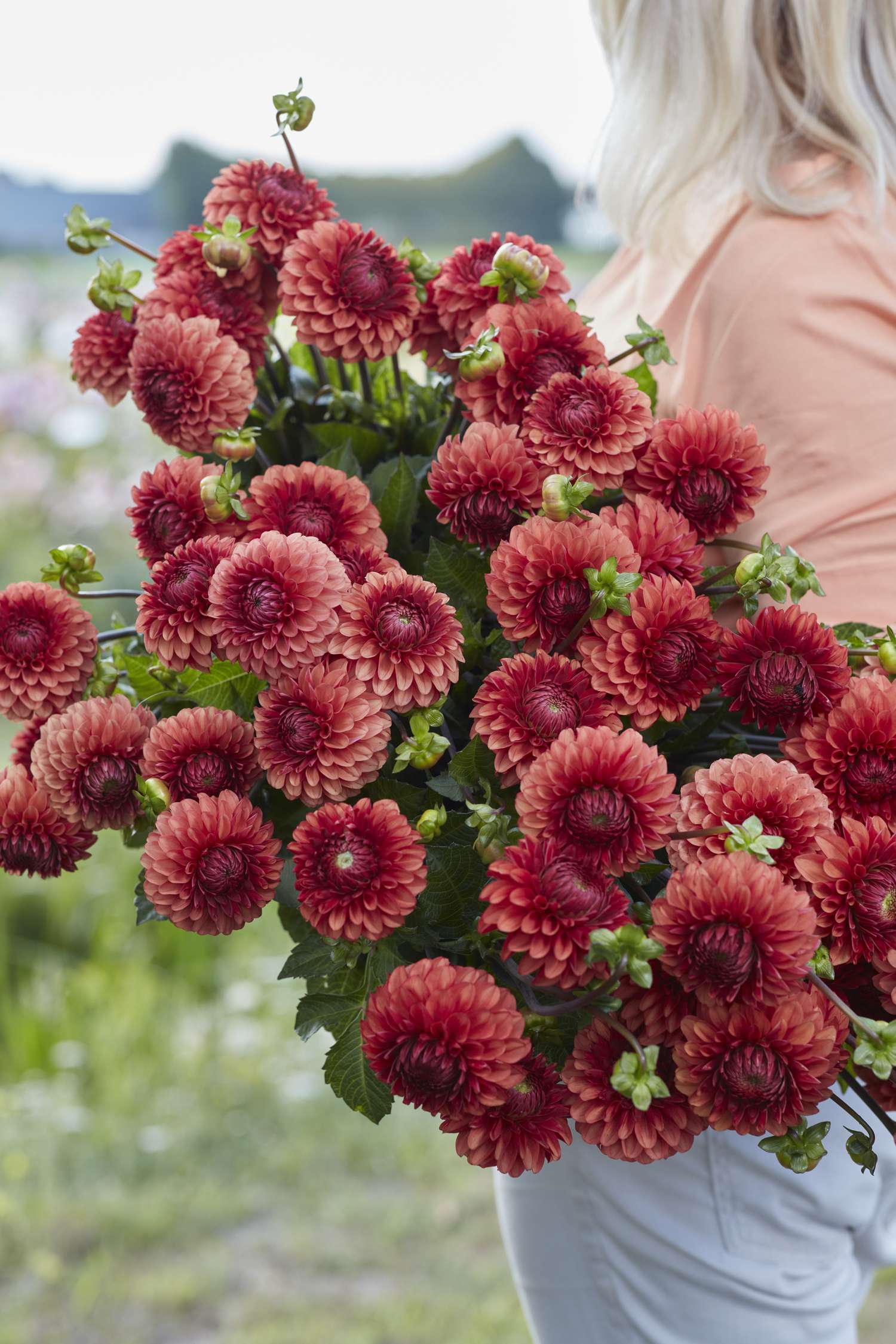 Dahlie 'Brown Sugar'